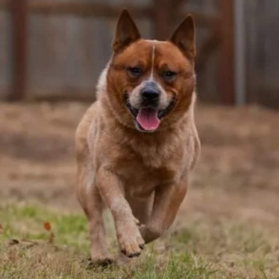 CH Danny's Rockin the Top Contender