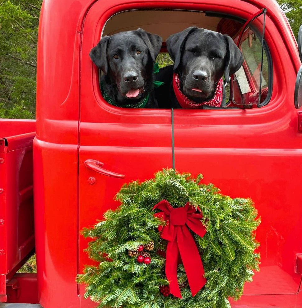 Two Labrador Retrievers sitting in a red pick up truck