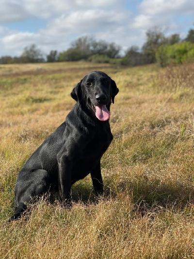 Labrador Retrievers