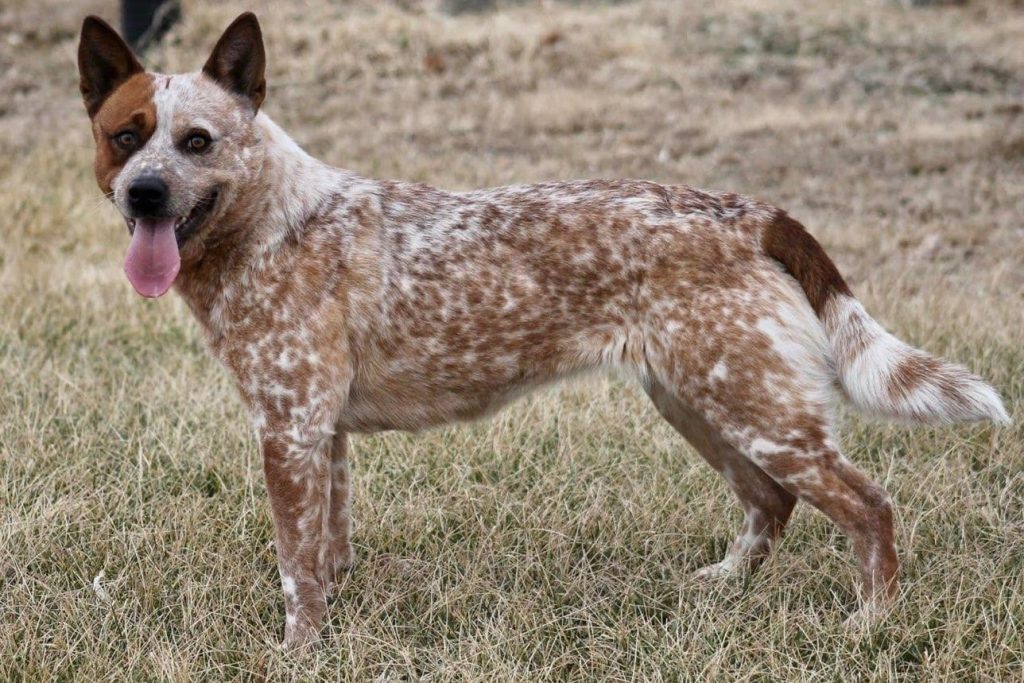 Australian Cattle Dogs