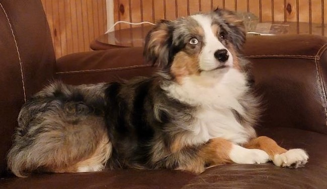 Miniature American and Australian Shepherds breeders